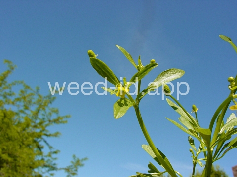 buttercup, crowfoot
